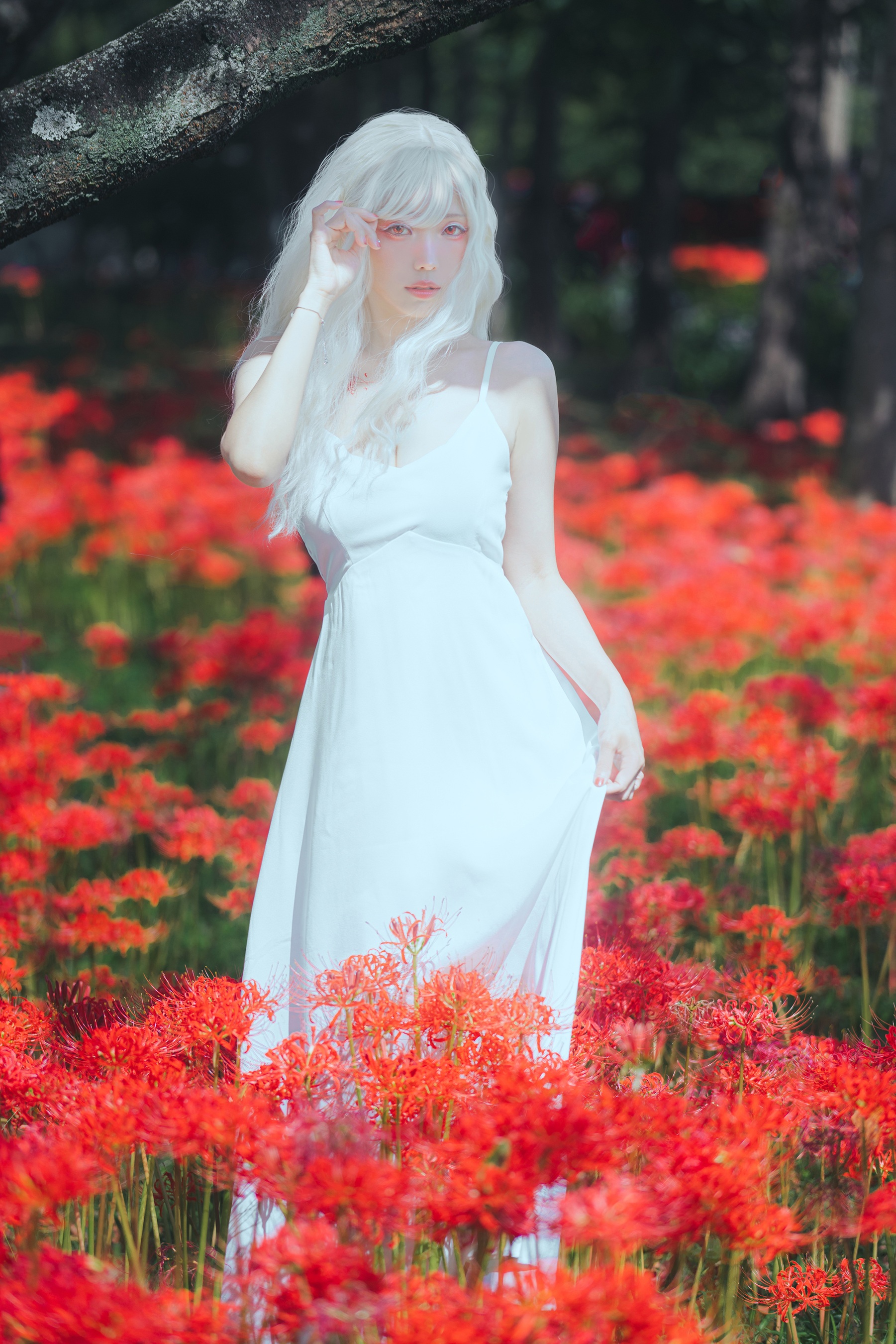 ElyEE子 – B-White spider lily 白瓷彼岸 - 爱照片